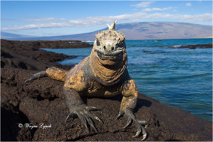 Marine Iguana 115 by Dr. Wayne Lynch &copy;